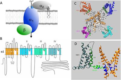 Voltage-Gated Ca2+-Channel α1-Subunit de novo Missense Mutations: Gain or Loss of Function – Implications for Potential Therapies